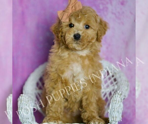 Medium Photo #92 Poodle (Miniature) Puppy For Sale in WARSAW, IN, USA