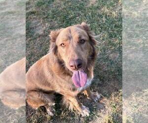 Mutt Dogs for adoption in Woodbury, NY, USA