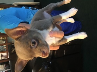 Chihuahua Puppy for sale in WILLIAMSBURG, OH, USA