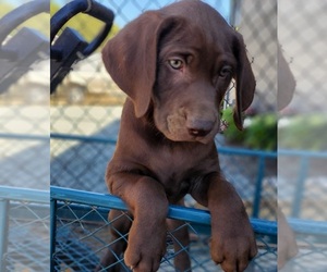 Labmaraner Puppy for Sale in CANYONVILLE, Oregon USA