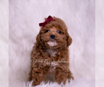 Puppy Fannie Mae AKC Poodle (Toy)