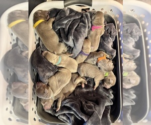 Labrador Retriever Puppy for Sale in MODESTO, California USA