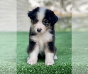 Miniature Australian Shepherd Puppy for sale in EL CAMPO, TX, USA