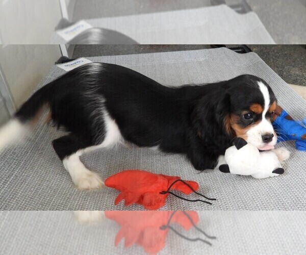 Medium Photo #5 Cavalier King Charles Spaniel Puppy For Sale in CARLISLE, KY, USA