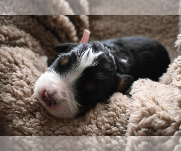 Medium Photo #32 Bernedoodle Puppy For Sale in ELMWOOD, IL, USA