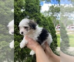 Small #5 Morkie