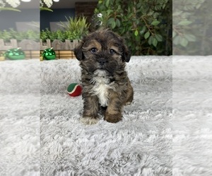 Shorkie Tzu Puppy for sale in GREENFIELD, IN, USA