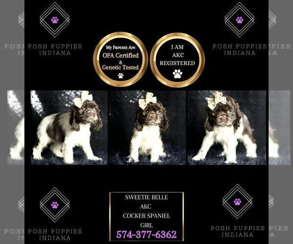 Medium Photo #77 Cocker Spaniel Puppy For Sale in WARSAW, IN, USA