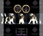Small Photo #77 Cocker Spaniel Puppy For Sale in WARSAW, IN, USA