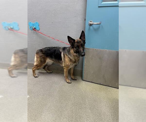 Medium Photo #1 German Shepherd Dog-Unknown Mix Puppy For Sale in Las Vegas, NV, USA