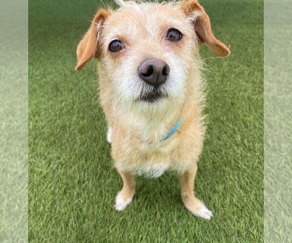 Medium Photo #5 Mutt Puppy For Sale in La Verne, CA, USA