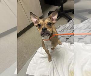 Boston Terrier-Unknown Mix Dogs for adoption in Las Vegas, NV, USA