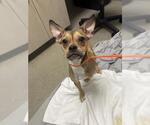 Small Boston Terrier Mix