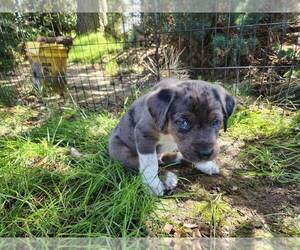 Australian Cattle Dog-Labrador Retriever Mix Puppy for sale in PORTLAND, OR, USA
