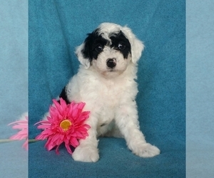 Miniature Labradoodle Puppy for sale in FREDERICKSBG, OH, USA