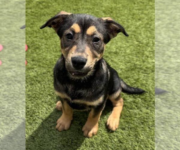 Medium Photo #7 Mutt Puppy For Sale in La Verne, CA, USA