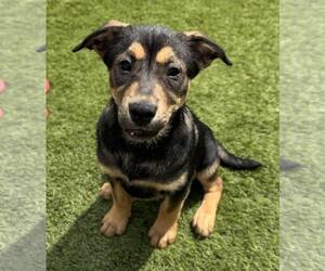 Zuko - Male Mutt Dog for Adoption - Photo #7