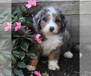 Miniature Bernedoodle Puppy for sale in FREDERICKSBURG, OH, USA