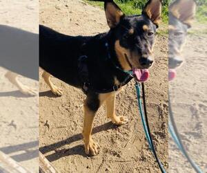 German Shepherd Dog-Unknown Mix Dogs for adoption in Santa Barbara, CA, USA