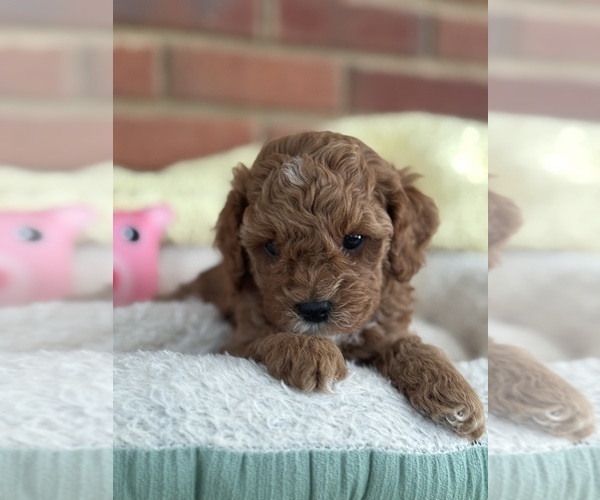 Medium Photo #49 Cavapoo-Poodle (Toy) Mix Puppy For Sale in PENSACOLA, FL, USA