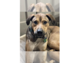 Small #4 Boxer Mix