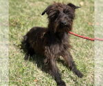 Small #2 Mutt
