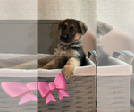 Small Photo #6 German Shepherd Dog Puppy For Sale in OSWEGO, IL, USA