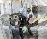 Small #4 Labrador Retriever Mix