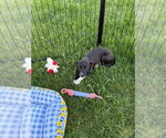 Small #1 Mutt
