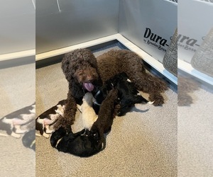 Mother of the -Goldendoodle Mix puppies born on 08/03/2022