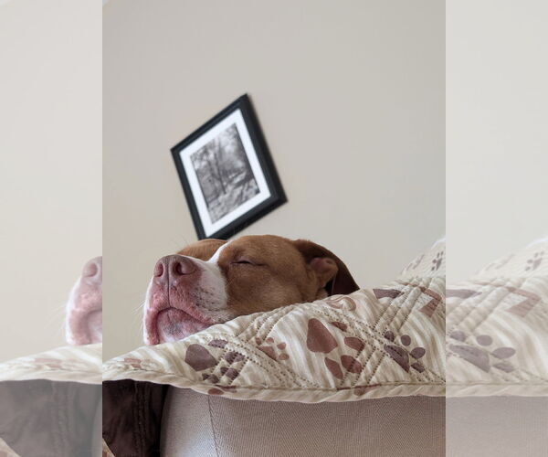 Medium Photo #19 American Staffordshire Terrier-Unknown Mix Puppy For Sale in Holly Springs, NC, USA