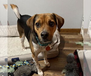 Beagle-Unknown Mix Dogs for adoption in Fargo, ND, USA