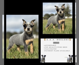 Australian Cattle Dog Puppy for sale in ZOLFO SPRINGS, FL, USA