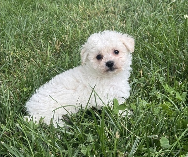 Medium Photo #3 Bichpoo Puppy For Sale in CANOGA, NY, USA