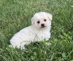 Small #2 Bichpoo
