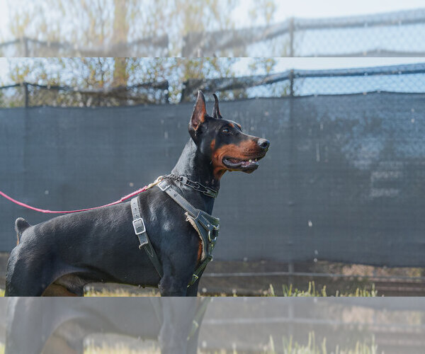 Medium Photo #84 Doberman Pinscher Puppy For Sale in FORT LAUDERDALE, FL, USA