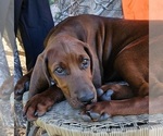 Puppy 2 Redbone Coonhound
