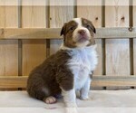 Small Photo #7 Australian Shepherd Puppy For Sale in JEROMESVILLE, OH, USA