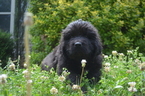 Small Photo #1 Newfoundland Puppy For Sale in ASHVILLE, AL, USA