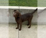 Small #1 Labrador Retriever-Mountain Cur Mix