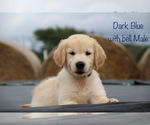 Small Photo #4 Golden Retriever Puppy For Sale in KEMP, TX, USA