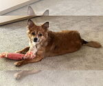 Small #5 Pomeranian Mix