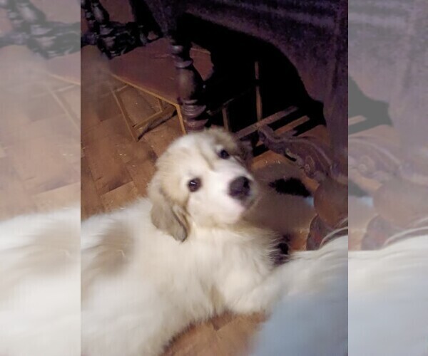 Medium Photo #1 Great Pyrenees Puppy For Sale in BANCROFT, WI, USA
