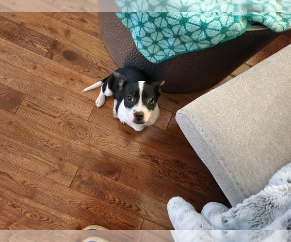 Medium Photo #3 Chihuahua Puppy For Sale in MARIETTA, GA, USA