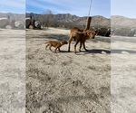 Small Photo #112 Rhodesian Ridgeback Puppy For Sale in MORONGO VALLEY, CA, USA