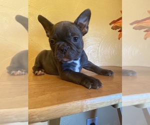 French Bulldog Puppy for sale in CLEVELAND, NC, USA