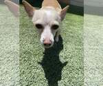 Small #1 Chihuahua Mix