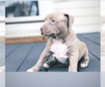 Small Photo #2 American Pit Bull Terrier Puppy For Sale in NORFOLK, VA, USA