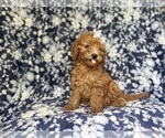 Small #5 Goldendoodle (Miniature)