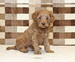 Small #3 Cavapoo (Miniature)